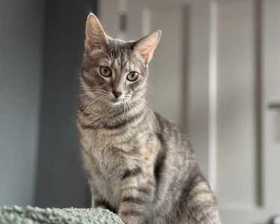Minette - American Shorthair Female Cat for Adoption
