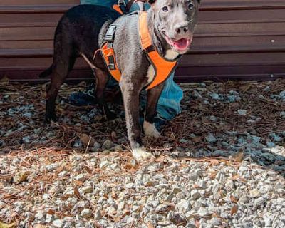 Jake - Pointer/Mixed Breed (Medium) Mix Male Dog for Adoption