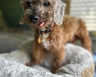 Walter - Poodle (Toy or Tea Cup) Male Dog for Adoption