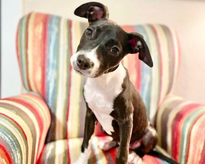 Socks - Rat Terrier Mix Female Puppy for Adoption