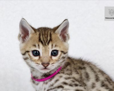 DOB: 08/05/2025. Available: end of October. Vaccinated, dewormed and microchipped. : Magenta Boy