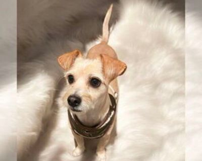 Adult * Location Menifee, CA, 92865 USA USA *. Dog Breed: Cairn Terrier (short coat). Meet Chai, an irresistibly sweet 3-year-old Terrier mix who s ready to bring endless love and warmth into your life. Weighing just 14 pounds, this little guy is the perfect blend of playful energy and snuggly affection. Chai s bright, expressive eyes and scruffy good looks make it impossible not to fall for hi...