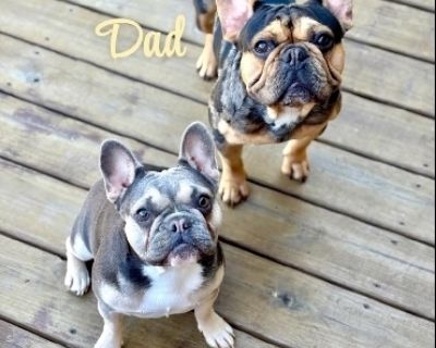 French Bulldogs This Handsome little man can t wait to meet his new family. Bruno is fawn with white markings and loves hugs and kisses. He is 14 weeks old as of 11-16-25.He is up to date on all shots, dewormed and AKC registered with papers included. 225-328-6566