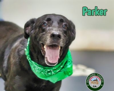 24-07-2097 Parker - Labrador Retriever & Shepherd Mix Male Dog for Adoption