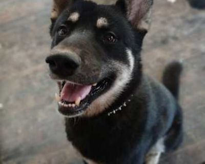 Balto - Husky Male Dog for Adoption