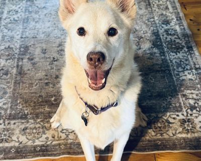 Nilla - White German Shepherd Mix Female Dog for Adoption