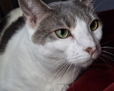 Meet Viva! She s a silly, affectionate chunk of a cat looking for a new family to embrace her. She comes from a full house with children that cuddled and played with her endlessly, but hard times have her seeking some stability. Viva is the ultimate lap cat, purrfect for binge watching your favorite shows together (with snacks!), but her playful, whimsical spirit can t help but come through! Sh...