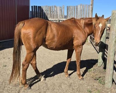 2013 Corona Cartel and Freckles Playboy granddaughter