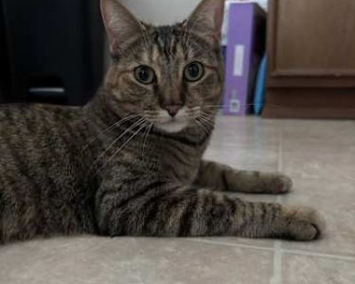 Amelia - Domestic Shorthair Female Cat for Adoption