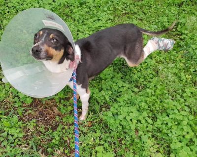 Duffy - Rat Terrier Male Dog for Adoption