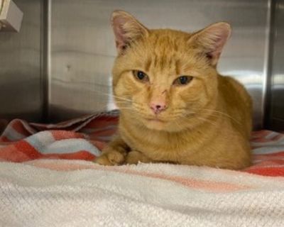 Hello! My name is Oliver, and I am a very sweet young guy ready to find my furever home! I am very affectionate, and LOVE attention! I will roll over and immediately make biscuits when I see people! I am a big purr ball of love! Come visit me at the Pet Alliance Downtown Shelter to see if I am the purrfect guy for you! For more information, call (407) 351-7722.. House-trained Yes Health Spayed ...