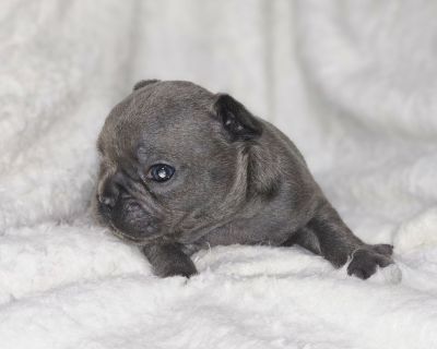 Azure will be ready to go to his new home December 19. He's a solid Blue, he will come with his full Akc registration, dewormed, vaccinated, vet checked, 1 year health guarantee and a puppy pack with needed necessaries to get families and their new fur member started on a stress free journey. Our puppies are raised around other animals and well socialized with small children. While puppies wait...