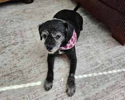 Leia - Mutt Female Dog for Adoption