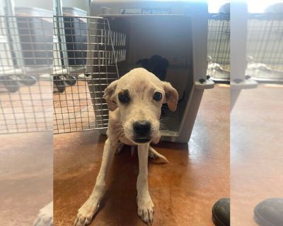 Link - American Bulldog-Parson Russell Terrier Mix Male Adult Dog for Adoption