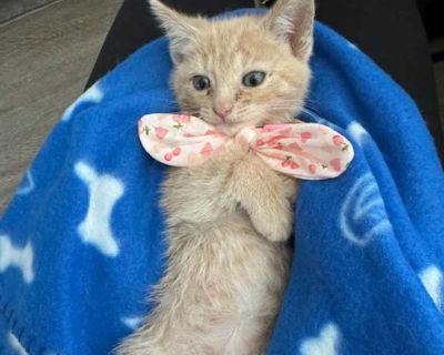 Sunflower - Domestic Shorthair Female Kitten for Adoption