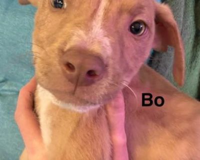 Meet Bo! Bo is a 6-week-old male Labrador Retriever Terrier mix with a heart full of love and energy! This little guy is friendly, cuddly, and always eager to play. Bo is also a quick learner who s ready to start training in a structured, loving environment. He ll thrive with an active, engaged family who can provide plenty of exercise, attention, and affection. With his eager-to-please persona...