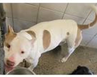 Pebbles, American Pit Bull Terrier For Adoption In Rock Springs, Wyoming