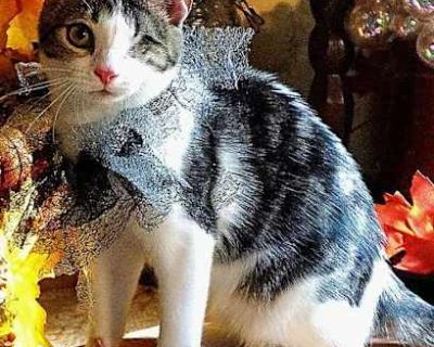 Meet Starling The Little Cat with the Biggest Heart Beautiful Starling is a 5-month-old tabby and white harlequin kitten who weighs just 5 pounds but don t let her tiny size fool you! She s full of love, spirit, and endless curiosity. Starling s story is one of resilience and sweetness all wrapped into one precious little package. This brave girl lost one of her eyes due to a virus when she was...