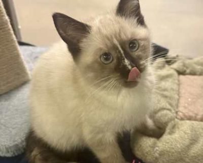 Twix - Siamese Female Cat for Adoption