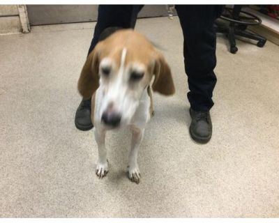 Dog - Treeing Walker Coonhound Male Dog for Adoption