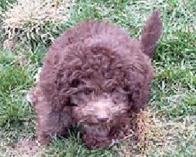 MINI LABRADOODLES PUPS EXTRA NICE Will be 8-15 lbs. $1200 Cash Only Call 419-250-3160 As published in The Blade.