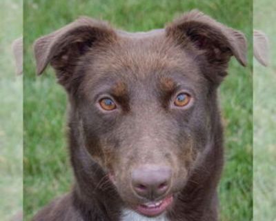 Penelope - Female Chocolate Labrador retriever-Colonial Cocker Spaniel Mix Adult Dog