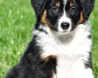 Meet Titus, he will melt your heart with his cuteness, super sweet loving temperament and personality.. Gender: Male Sire: Jackson Dam: Sonya DOB: August 23rd, 2025 Age: 11 Weeks Available: Available Now Microchipped Vet Checked Vaccinated Dewormed Family Raised Socialized Kid-Friendly. Emery Miller