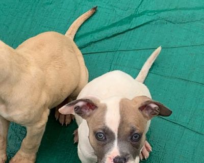 Free BlackMouth Cur puppies