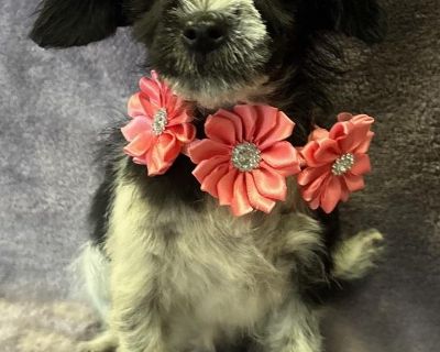 Wednesday - Havanese & Poodle Mix Female Puppy for Adoption