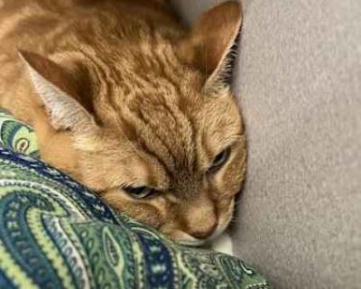 Hello, I'm Penny. Life in the shelter is quiet, just how I like it. I enjoy peaceful days, lounging around and watching the world go by. I might be a bit shy at first, but give me a little time, and I'll warm up to gentle pets and kind words. I'm quite friendly once I get to know someone. My mellow nature makes me a great companion for someone who enjoys a calm environment. If you're looking fo...