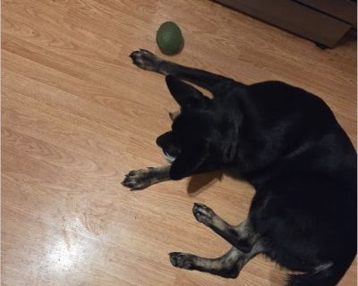 - Female Puppy German Shepherd for Adoption