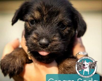 This cutie is Cream Soda. She is currently 1 1/2 months old and weighs approximately 3 pounds. We think they may be a Border Terrier / Chihuahua mix*, but with rescue its a guess! What matters most is that they are adorable and are one the MOST desperate in the entire US based on statistics for where this puppy is from. Shelters in this area are having to euthanize puppies. So, this puppy needs...