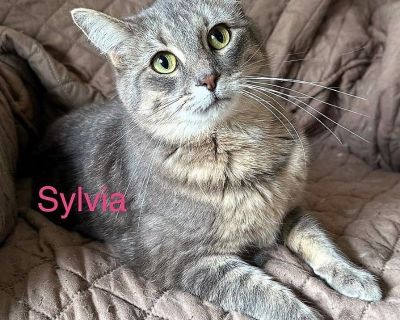 SYLVIA - Domestic Medium Hair & Silver Mix Female Cat for Adoption