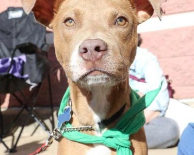 Elmo - Labrador Retriever Male Puppy for Adoption