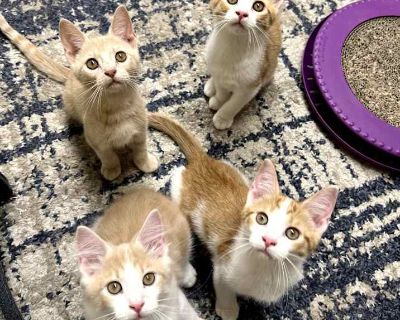 Sunny D - Domestic Shorthair Male Kitten for Adoption