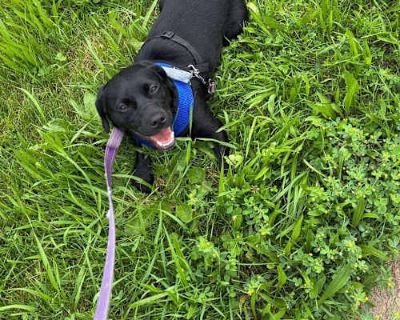 Hansel - Labrador Retriever Male Dog for Adoption