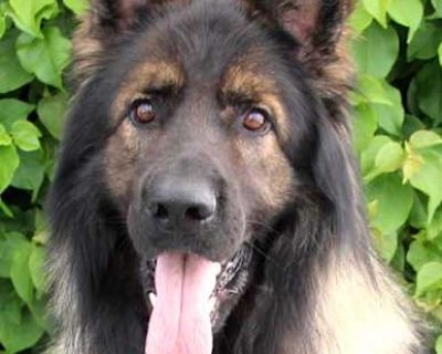 Bear von Brienz - German Shepherd Dog Male Dog for Adoption