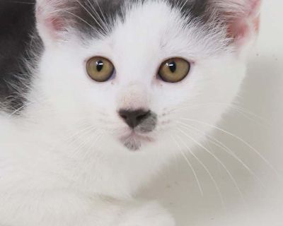 Child. White (mostly). Hair: short. Microchipped. Vaccinated. Meet Spring is sweet and sooo special! Round faced snuggle bug! Our fosters are have so many kittens are now big enough to be adopted. They are anywhere from 8 to 10 wks old so ALL are TOO SMALL TO GO as SOLO pets to a home UNLESS u already have a young cat in your home - so have to be paired up. They are absolutely the sweetest and ...
