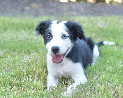 BLUE - Border Collie Male Dog for Adoption