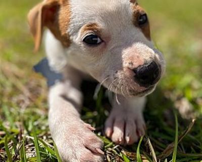 Cola - Jack Russell Terrier/Terrier (Unknown Type, Small) Mix Female Puppy for Adoption