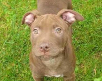 Griffin - American Staffordshire Terrier/Labrador Retriever Mix Male Puppy for Adoption