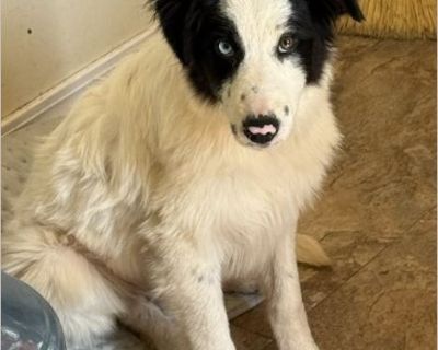Wyatt - Male Puppy Border Collie for Adoption