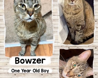 Bowzer is a one year old neutered male. Good with kids! His owner was deployed. Meet him at an adoption event or by calling (949) 388-0034. ~~~~~~~~~~~~~~~~~ Adoption Event Schedule Monday Pop-Ups on Occasion Wednesdays 4 pm - 7 pm Fridays 4 pm - 6 pm Saturdays 10 am - 5 pm Sundays 11 am - 5 pm PetSmart San Juan Capistrano 33963 Doheny Park Rd. San Juan Capistrano, CA 92624 Application to adopt...
