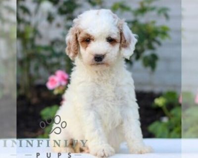 Heather - Female Goldendoodle (Miniature) Puppy for Sale