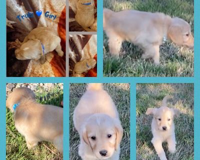 3 Female Golden Retriever Puppies for Sale