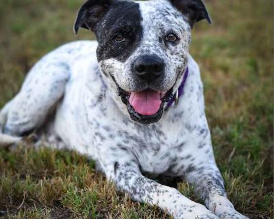 Mcdaddy Jum - American Staffordshire Terrier Male Dog for Adoption