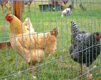 - ABOUT CHICKEN FENCING -