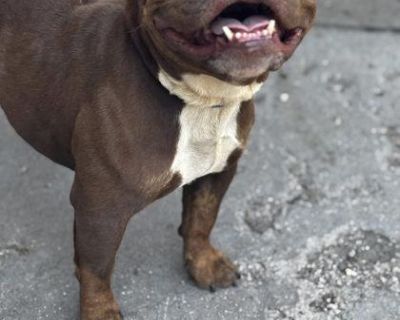 Ladybug - American Bully Female Dog for Adoption