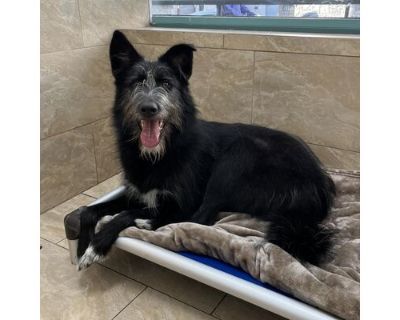 Guinness - Great Pyrenees/Labrador Retriever Mix Male Dog for Adoption