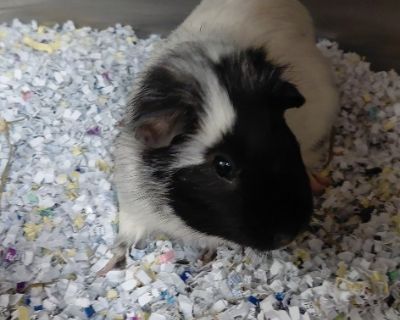 Krispy - Guinea Pig Male for Adoption